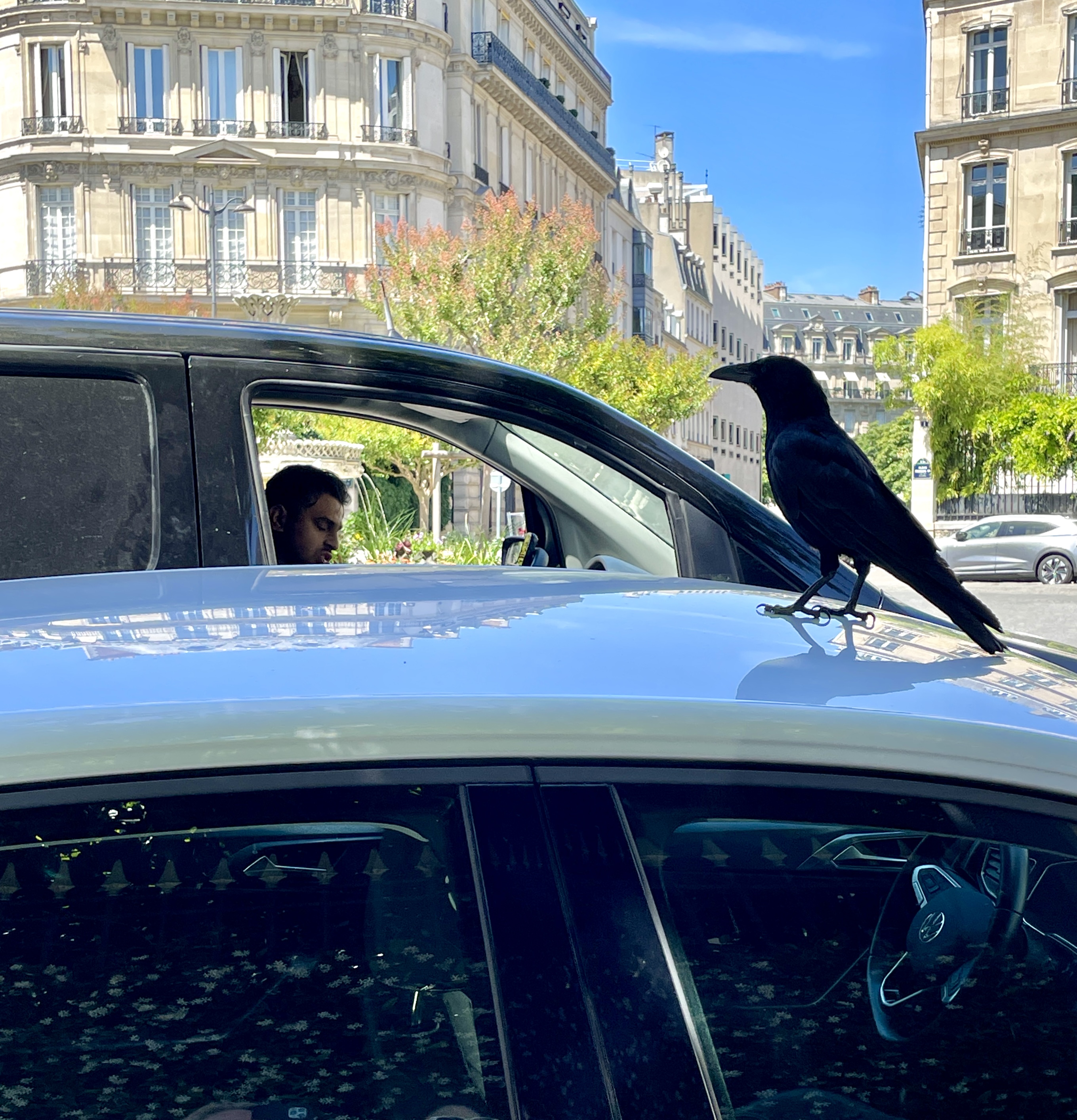 Crow on a Mission